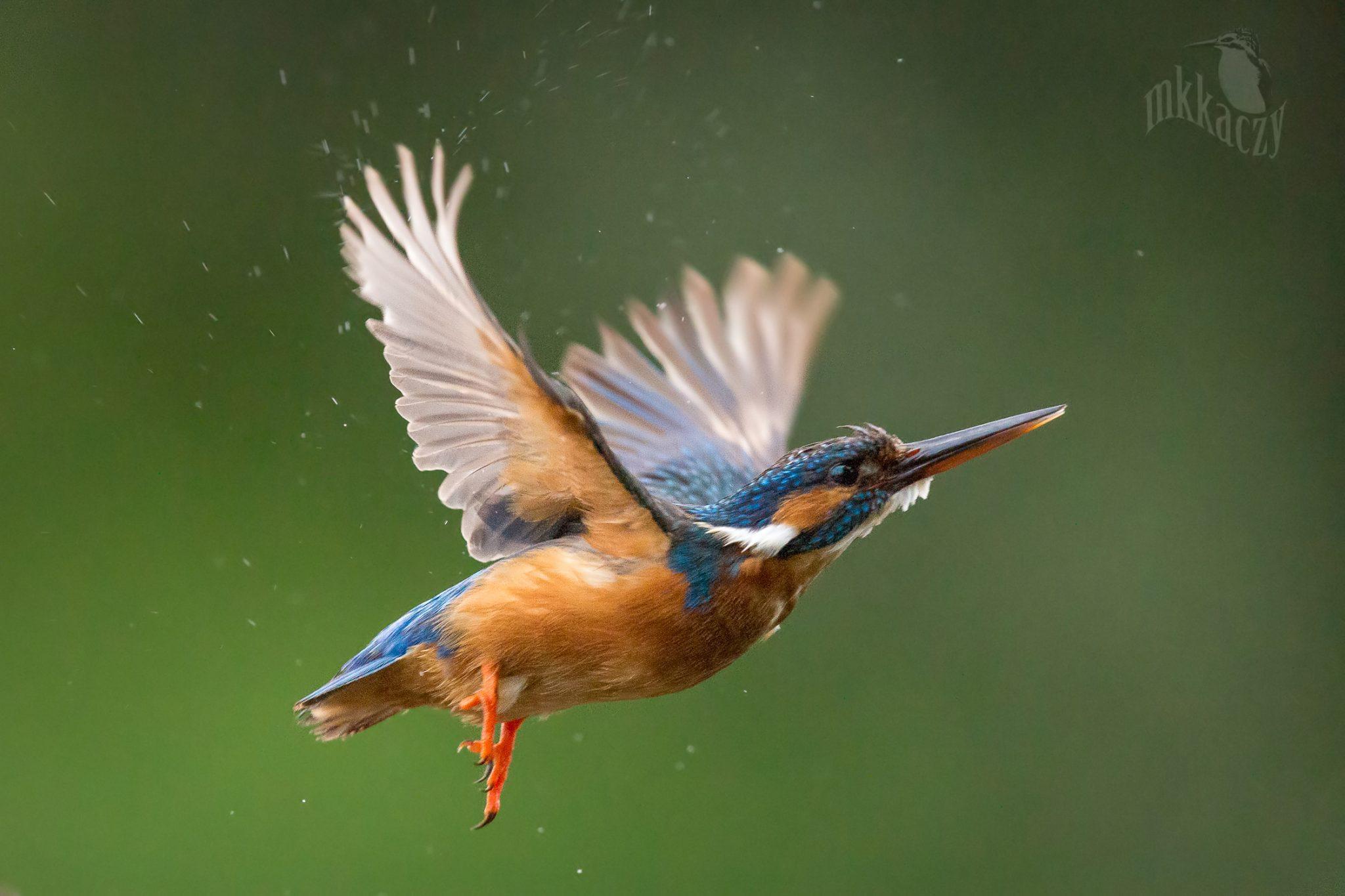 Biodiversity Photo Competition Irish Science Teachers' Association